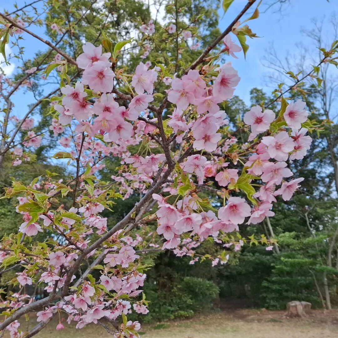 🌸４月限定キャンペーン🌸