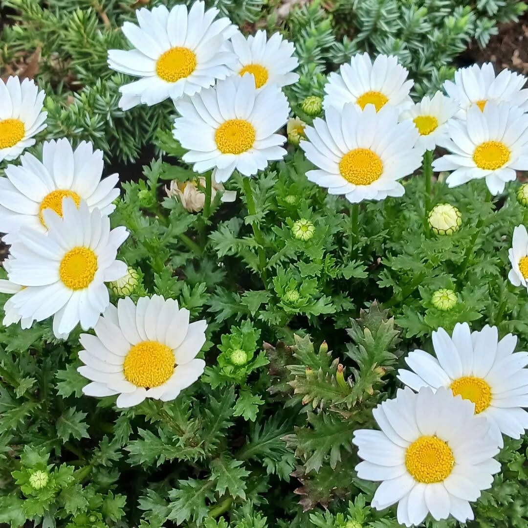 🌸 ４月限定キャンペーン 🌸