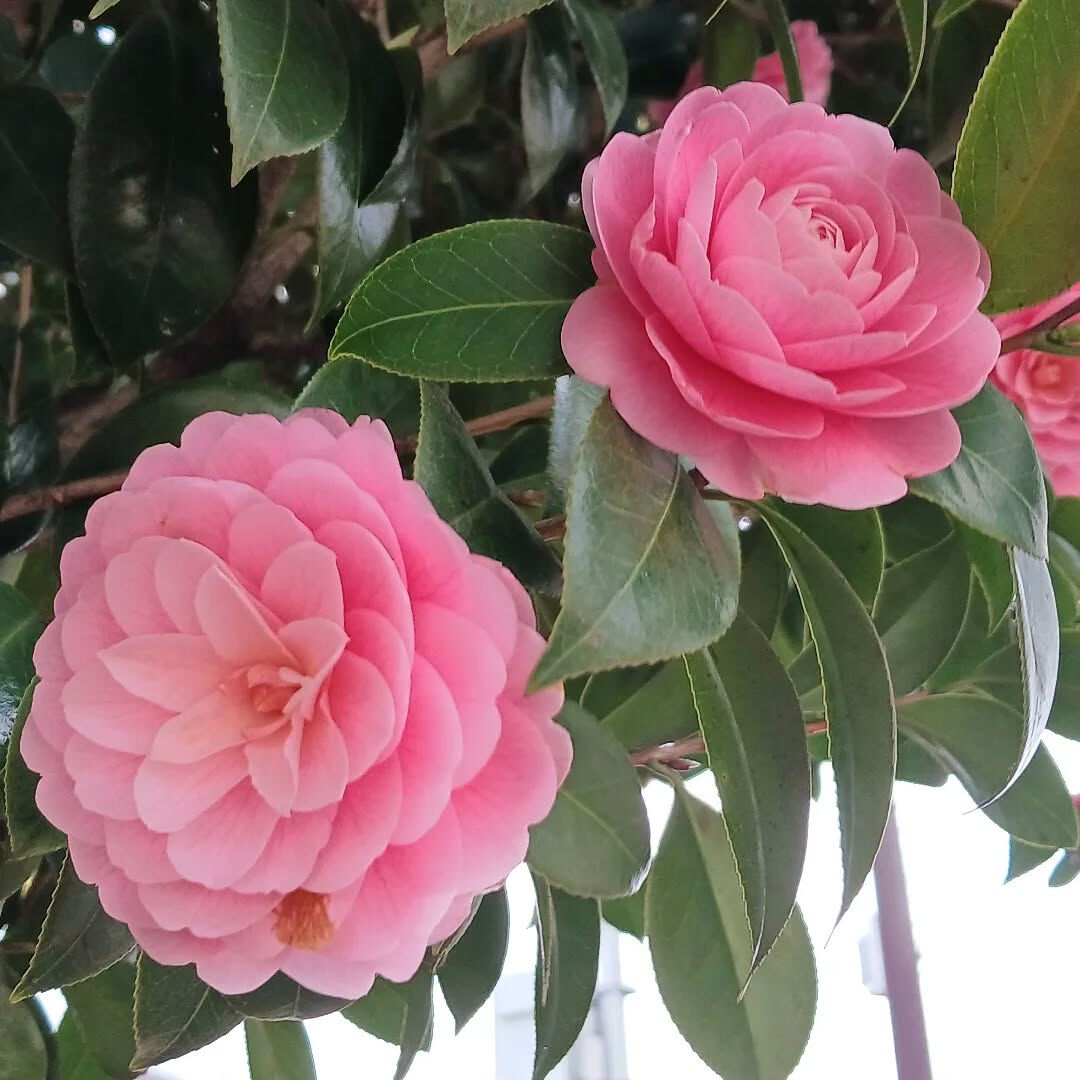🌸 ４月限定キャンペーン 🌸