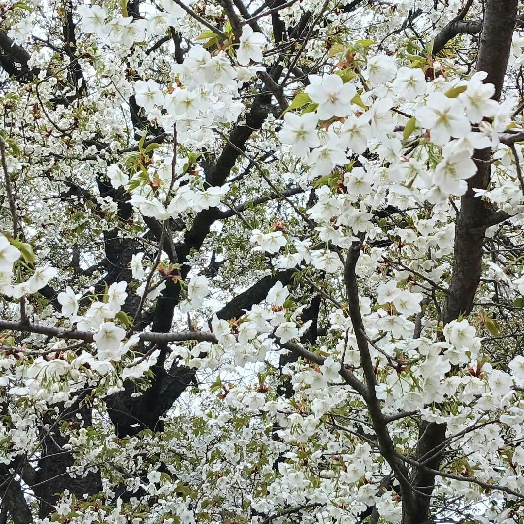 🌸 ４月限定キャンペーン 🌸